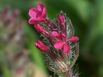 Una Silene rossa - Silene gallica